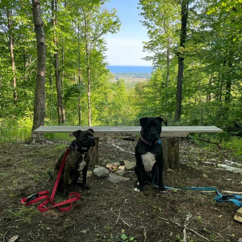 Dog Friendly Lodging Near Erie Pa